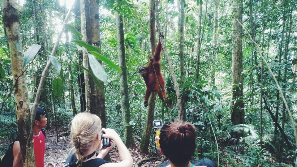 Orangutantreksumatra & Lovely Jungle Lodge Only Book If You Are Treking With Us Bukit Lawang Exterior foto