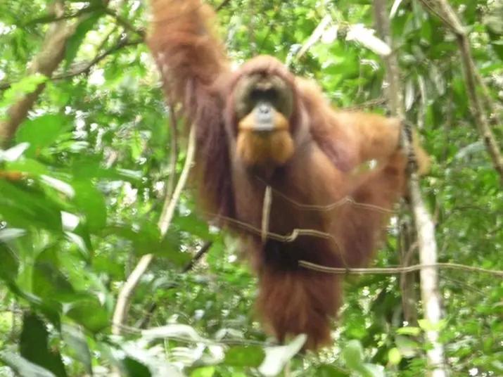 Orangutantreksumatra & Lovely Jungle Lodge Only Book If You Are Treking With Us Bukit Lawang Exterior foto