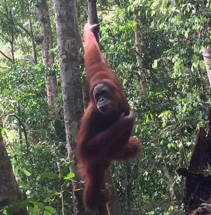 Orangutantreksumatra & Lovely Jungle Lodge Only Book If You Are Treking With Us Bukit Lawang Exterior foto