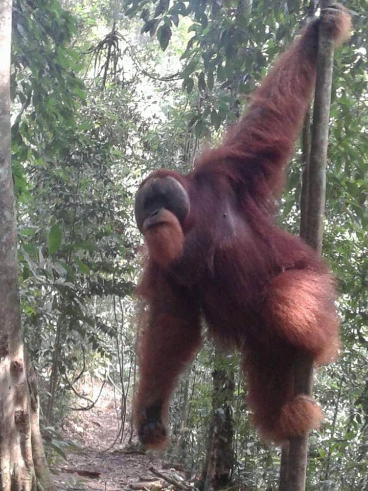 Orangutantreksumatra & Lovely Jungle Lodge Only Book If You Are Treking With Us Bukit Lawang Zimmer foto